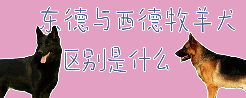 东德与西德牧羊犬区别是什么
