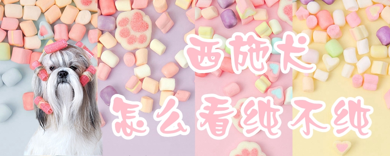 西施犬怎么看纯不纯