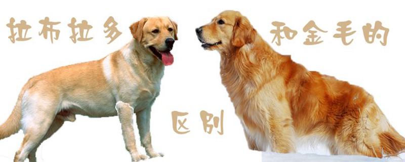 拉布拉多犬和金毛的区别1