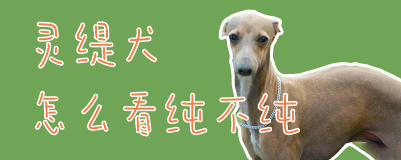灵缇犬怎么看纯不纯