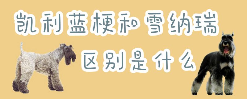 凯利蓝梗和雪纳瑞区别是什么
