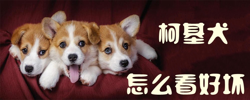 柯基犬怎么看好坏1