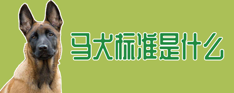 马犬标准是什么