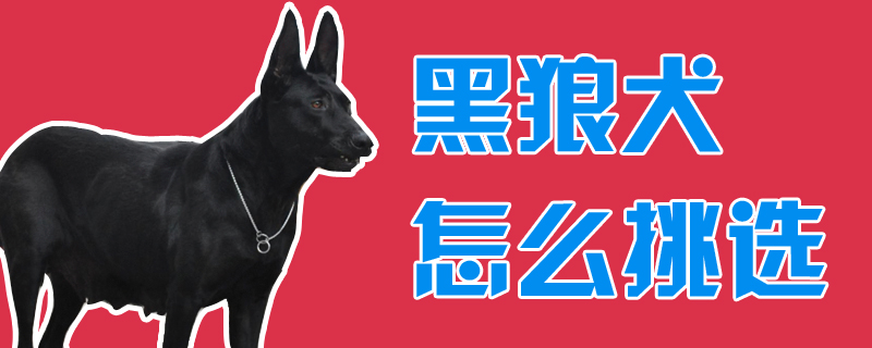 黑狼犬怎么挑选