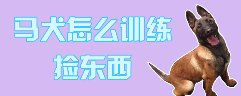 马犬怎么训练捡东西