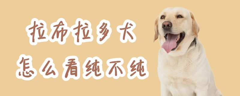 拉布拉多犬怎么看纯不纯