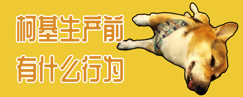 柯基生产前有什么行为