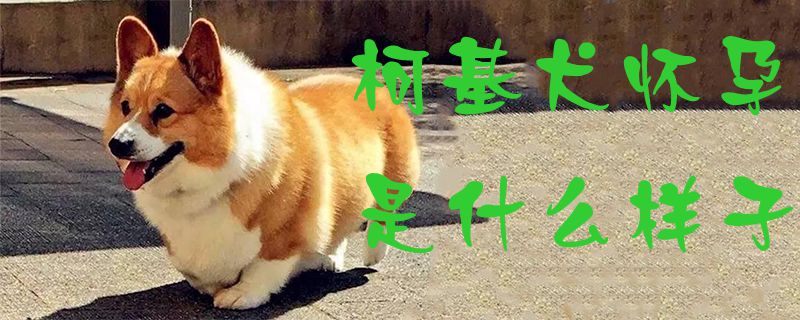柯基犬怀孕是什么样子1