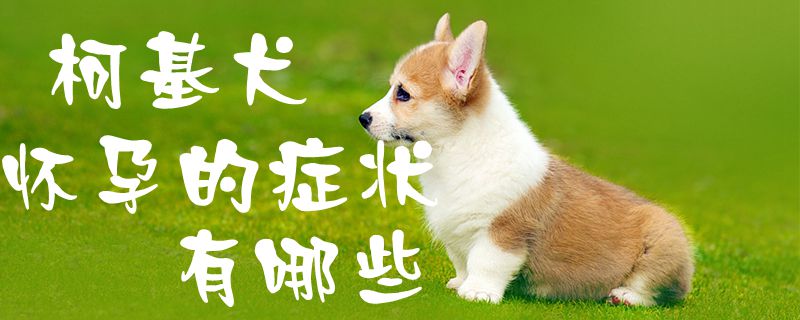 柯基犬怀孕的症状有哪些1