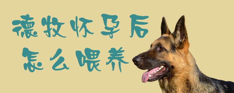德牧怀孕后怎么喂养1