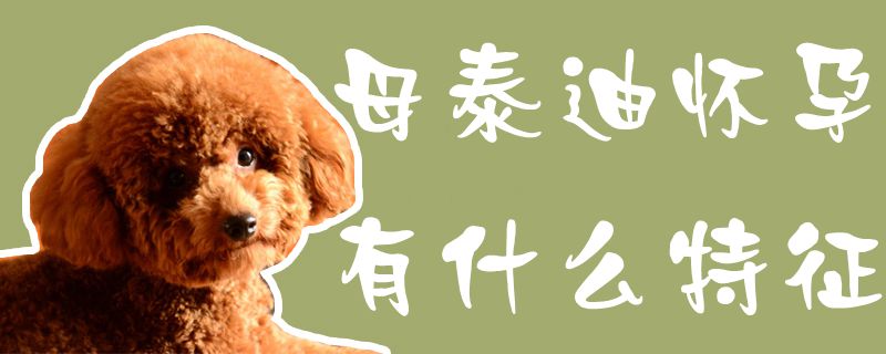 母泰迪怀孕有什么特征1