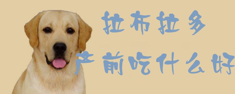 拉布拉多产前吃什么好1