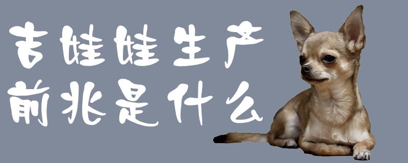 吉娃娃生产前兆是什么1