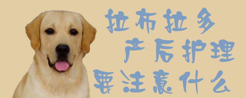 拉布拉多产后护理要注意什么1