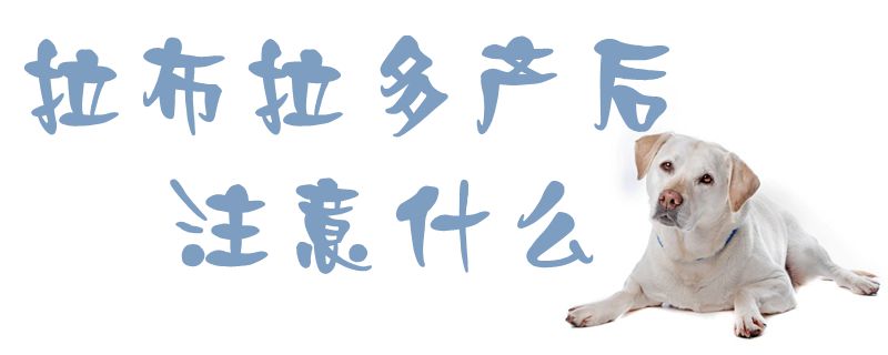 拉布拉多产后注意什么1