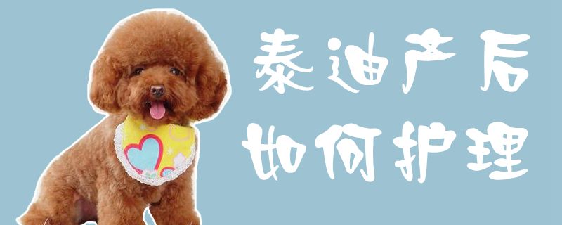 泰迪产后如何护理1