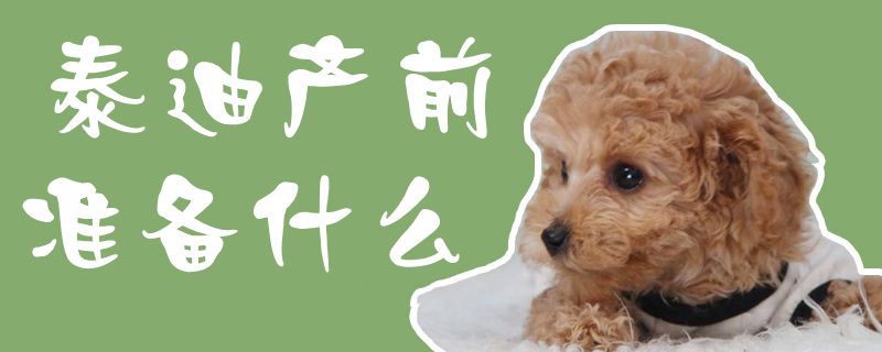 泰迪产前准备什么1