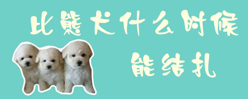 比熊犬什么时候能结扎1