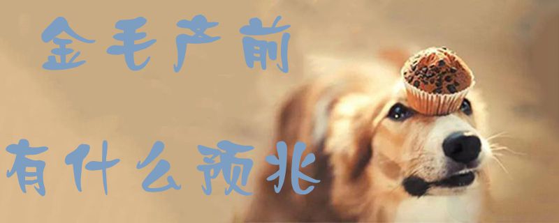 金毛产前有什么预兆1