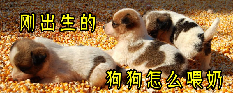 刚出生的狗狗怎么喂奶