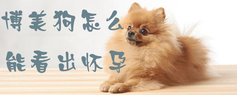 博美狗怎么能看出怀孕1
