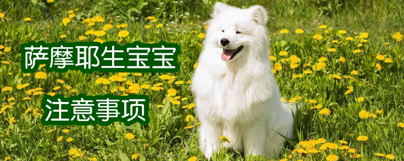 萨摩耶生宝宝注意事项