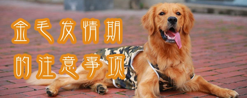 金毛发情期的注意事项