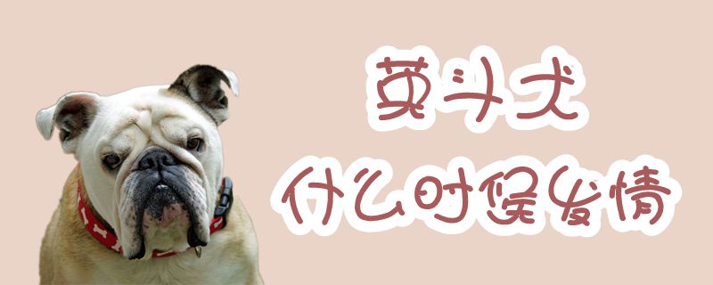 英斗犬什么时候发情