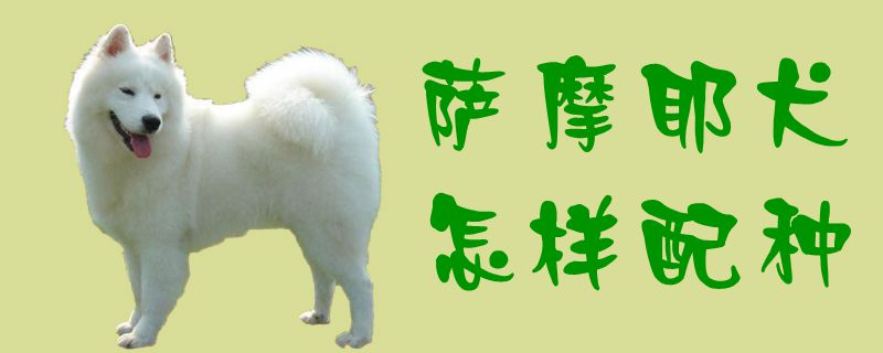 萨摩耶犬怎样配种1