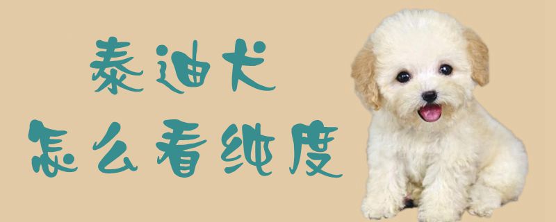 泰迪犬怎么看纯度1