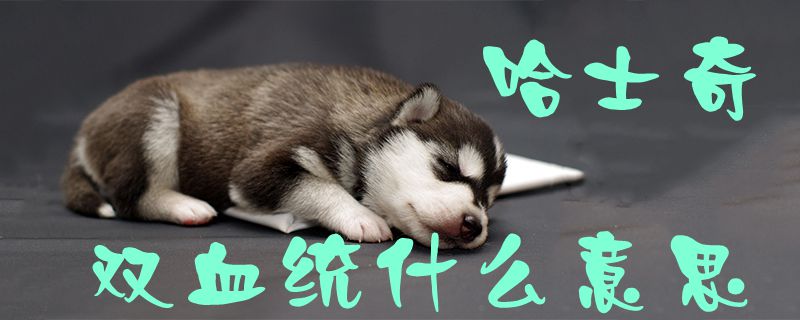 哈士奇双血统什么意思1