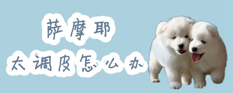 萨摩耶太调皮怎么办