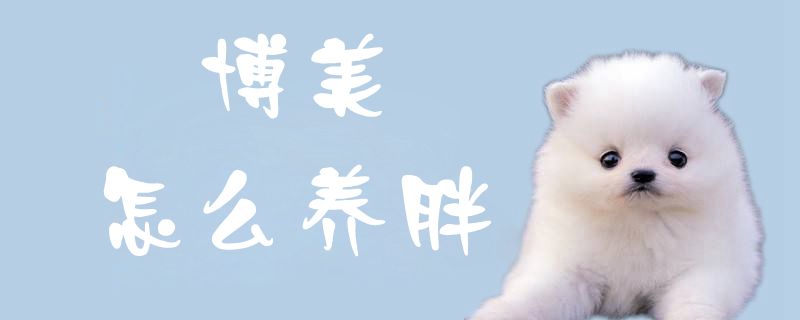 博美怎么养胖1
