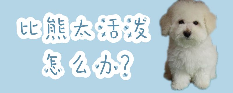 比熊太活泼怎么办