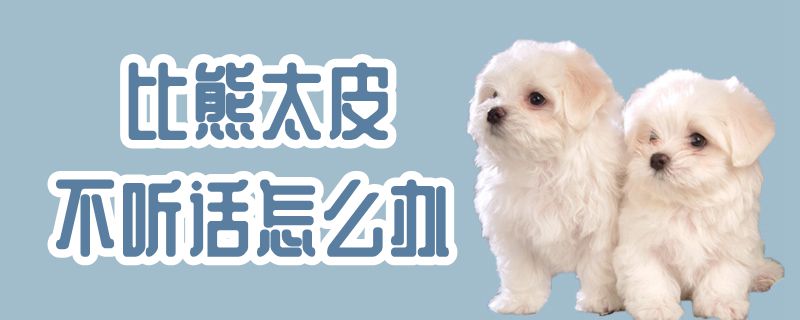 比熊太皮不听话怎么办