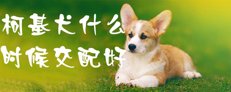 柯基犬什么时候交配好1