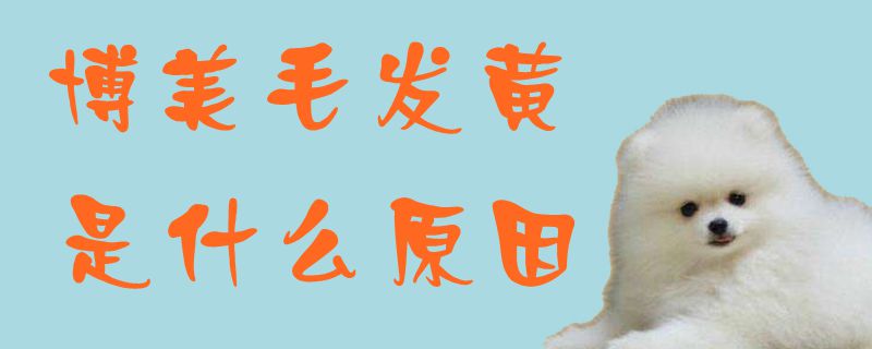 博美毛发黄是什么原因1