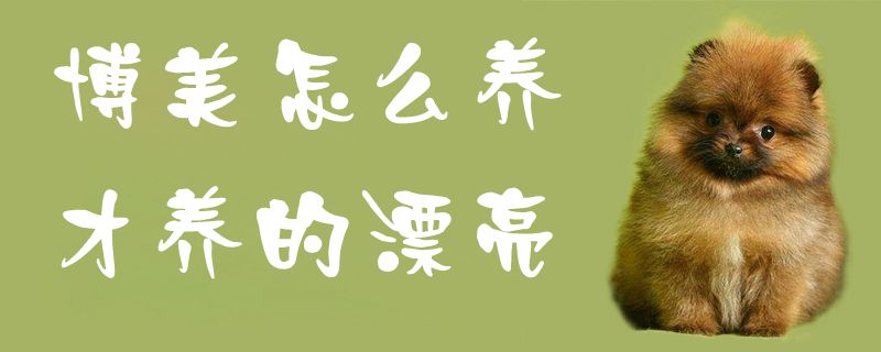 博美怎么养才养的漂亮1