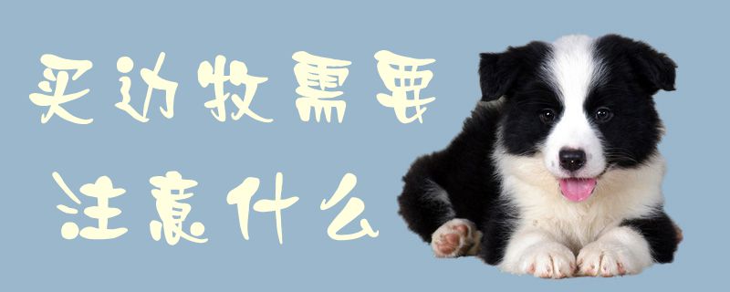 买边牧需要注意什么1