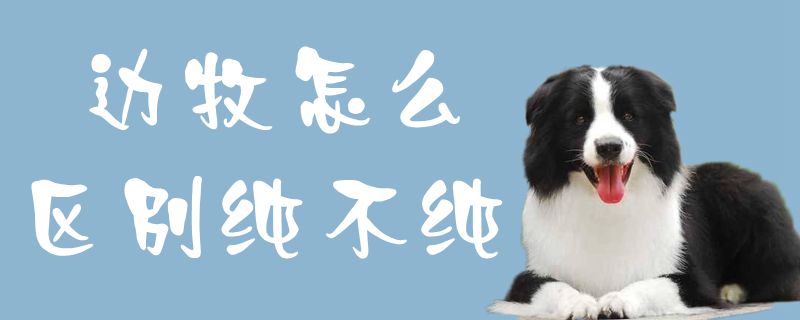 边牧怎么区别纯不纯1