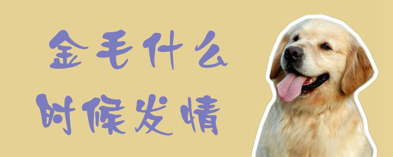 金毛什么时候发情1