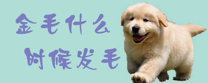 金毛什么时候发毛1