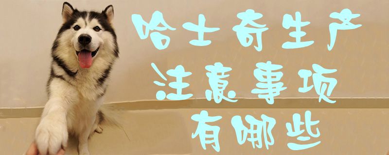 哈士奇生产注意事项有哪些1