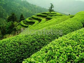 三江茶叶