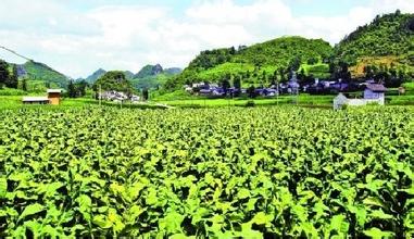 隆林烤姜