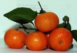钟山沙糖桔