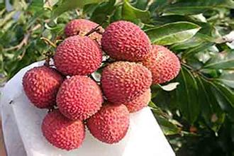江门荔枝