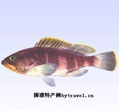 钦州石斑鱼
