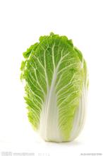 石涧白菜