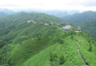 凌云茶叶